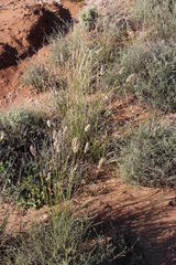 Fingerhuthia africana