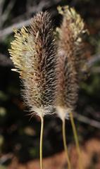 Fingerhuthia africana