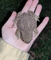 Bufo bufo