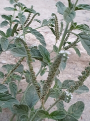 Heliotropium europaeum