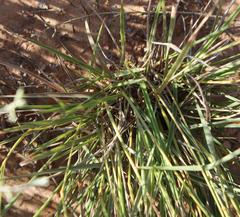 Fingerhuthia africana