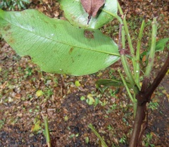 Syzygium gerrardii