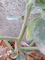 Heliotropium europaeum