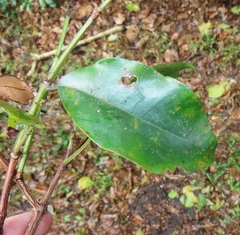 Syzygium gerrardii