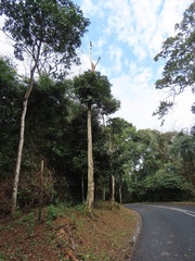 Cussonia sphaerocephala