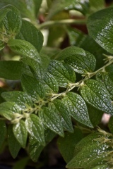 Lithospermum helleri