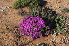 Lampranthus otzenianus