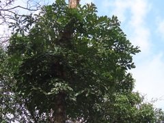 Cussonia sphaerocephala