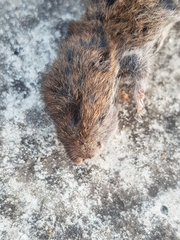 Microtus lusitanicus