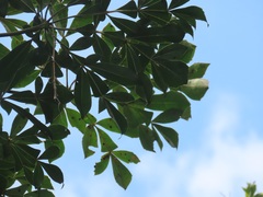 Cussonia sphaerocephala