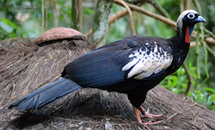 Black-Fronted Piping-Guan photo 3