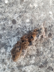 Microtus lusitanicus