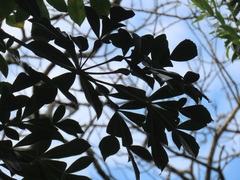 Cussonia sphaerocephala