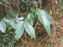 Oxyanthus speciosus