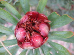 Protea canaliculata