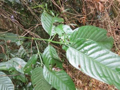 Oxyanthus speciosus