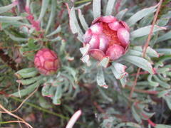 Protea canaliculata