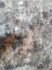 Microtus lusitanicus