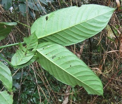 Oxyanthus speciosus