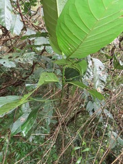 Oxyanthus speciosus