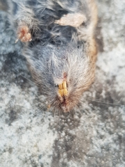 Microtus lusitanicus