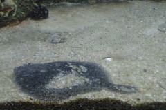 Scophthalmus rhombus