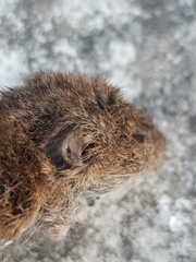 Microtus lusitanicus