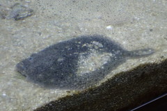 Scophthalmus rhombus