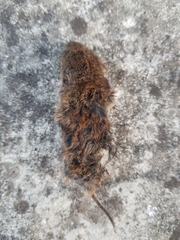 Microtus lusitanicus