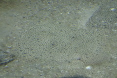 Scophthalmus rhombus