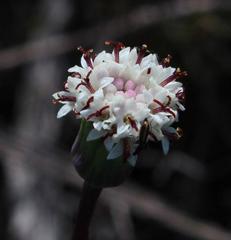 Othonna digitata