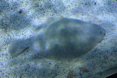 Scophthalmus rhombus