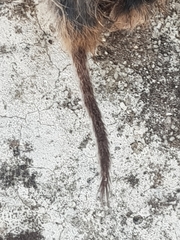 Microtus lusitanicus