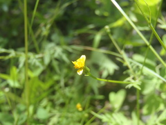 Bidens leptocephala