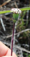 Othonna digitata