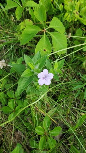 Ruellia humilis