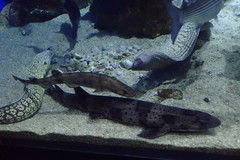 Scyliorhinus canicula