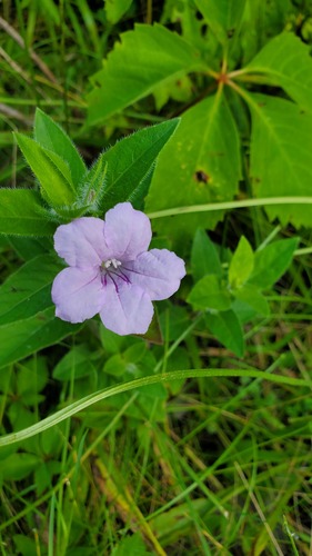 Ruellia humilis