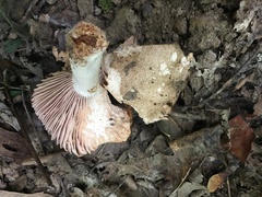 Russula eccentrica