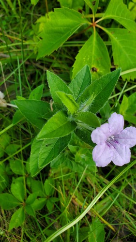 Ruellia humilis