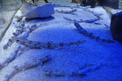 Scyliorhinus canicula