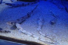 Scyliorhinus canicula
