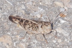 Hippiscus ocelote