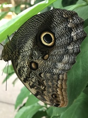 Caligo