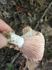 Russula eccentrica