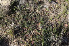 Elegia squamosa