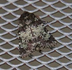 Hemibryomima chryselectra