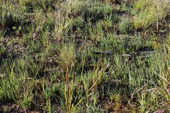 Elegia squamosa