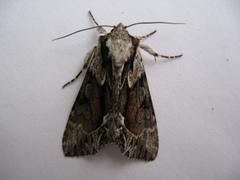 Hyppa contrasta