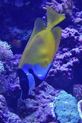 Siganus vulpinus